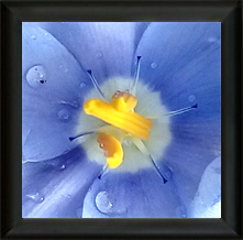 Fine Art Prints For Sale